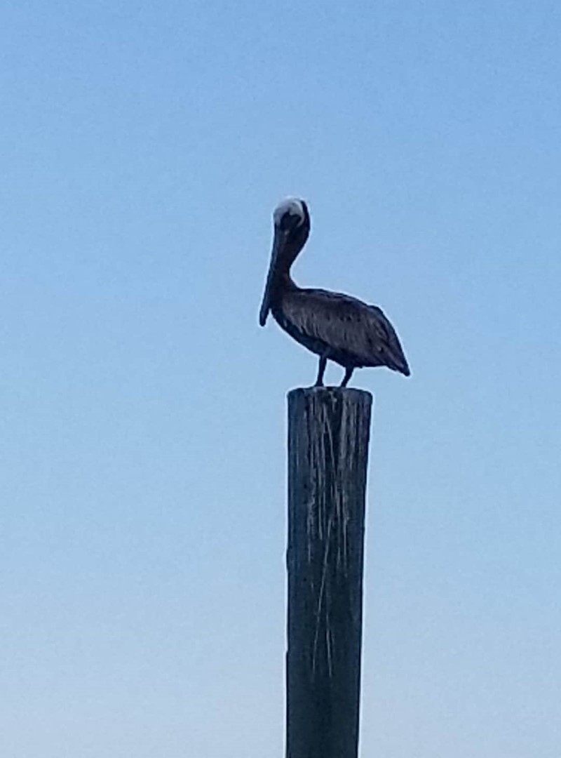 webb icon - pelican on a post